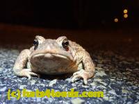 /home//u458753944/public_html/sourcegallery//Roxborough Toad Detour/2022/2022-03-07/P3070838.JPG